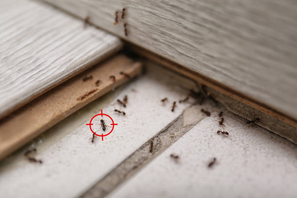 Best Affordable Pest Control Services  in West Melbourne, FL