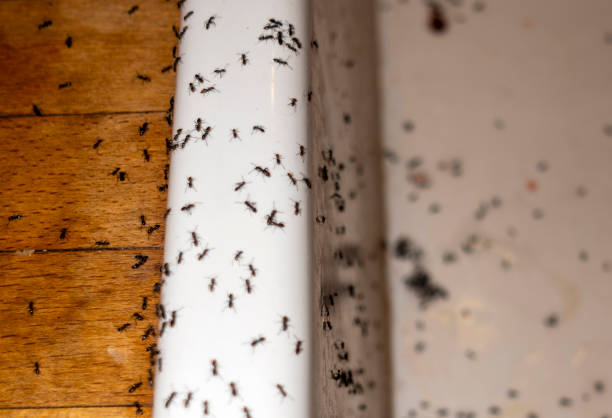 Best Pest Control Near Me  in West Melbourne, FL